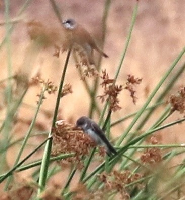 Bank Swallow - ML170139051