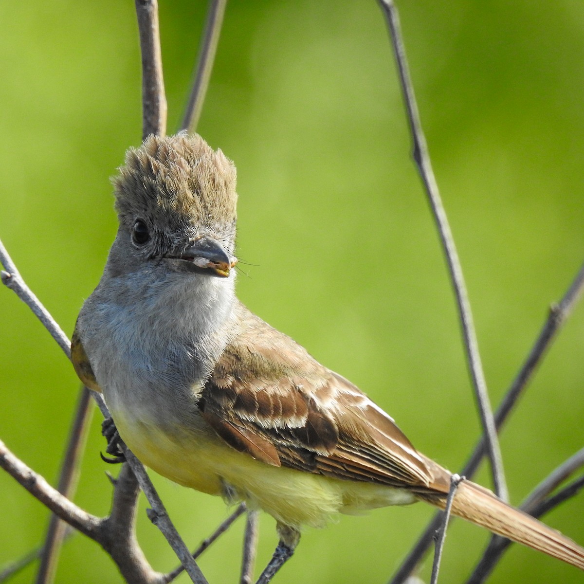 Great Crested Flycatcher - Kara Zanni