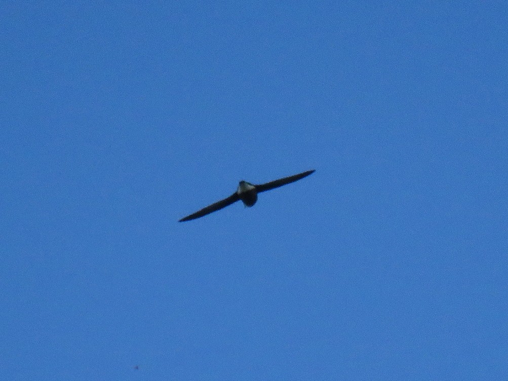 White-throated Needletail - Yury Shashenko