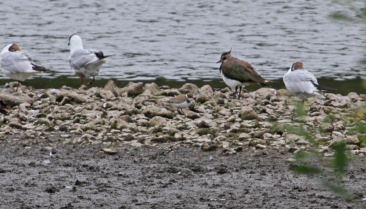 Little Ringed Plover - Paul Lewis