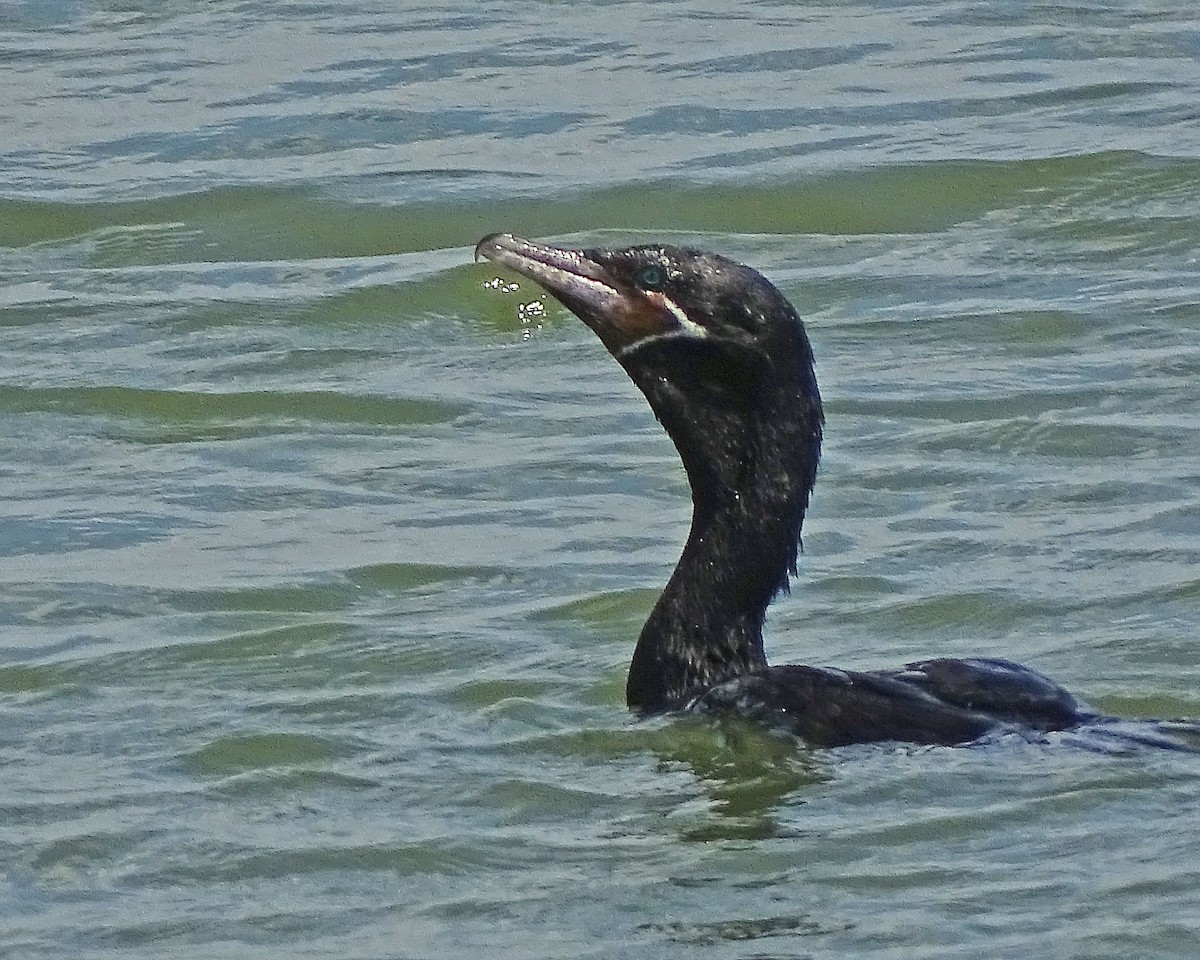 Neotropic Cormorant - ML170141071