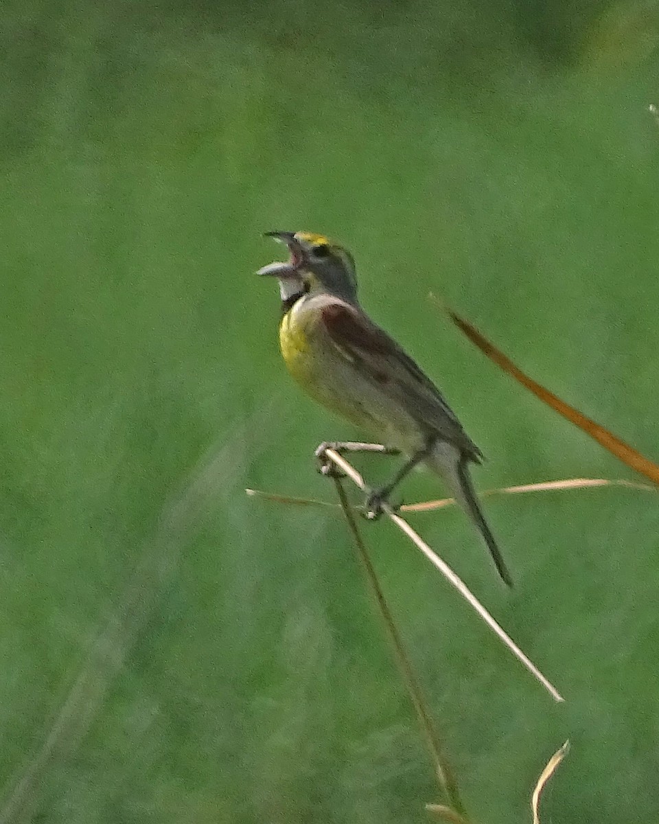 Dickcissel - ML170141161