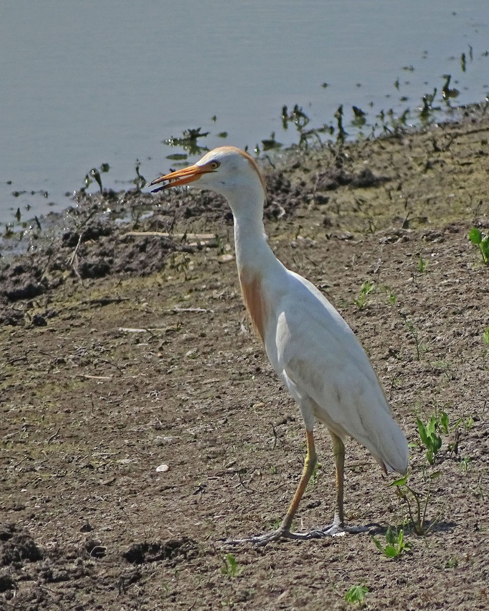 Western Cattle Egret - ML170141271