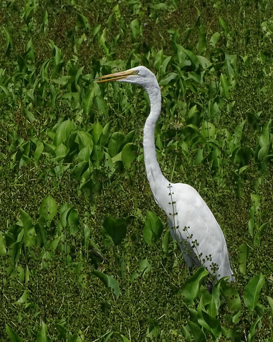 Great Egret - ML170141331