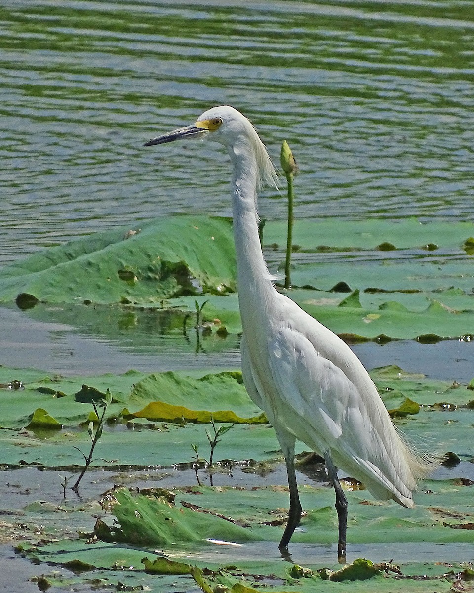 Snowy Egret - ML170141411