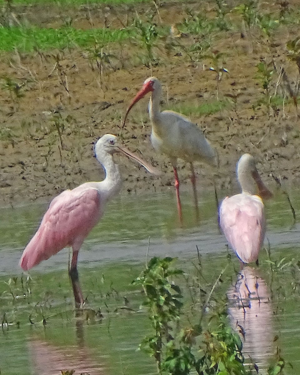 White Ibis - ML170141441