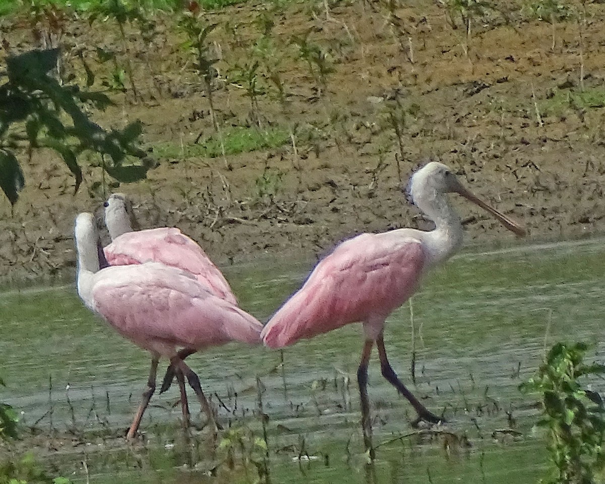 Roseate Spoonbill - Glenda Keilstrup