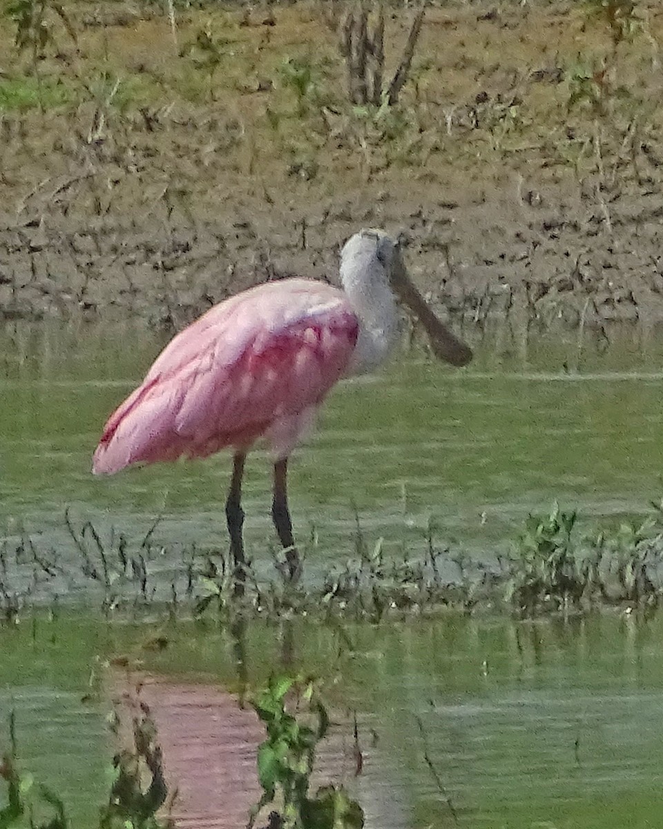 Roseate Spoonbill - ML170141731