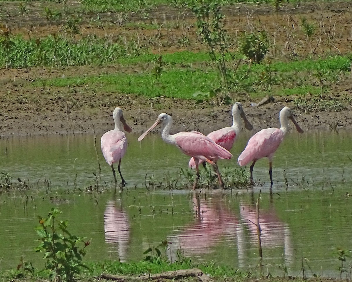 Roseate Spoonbill - ML170141771