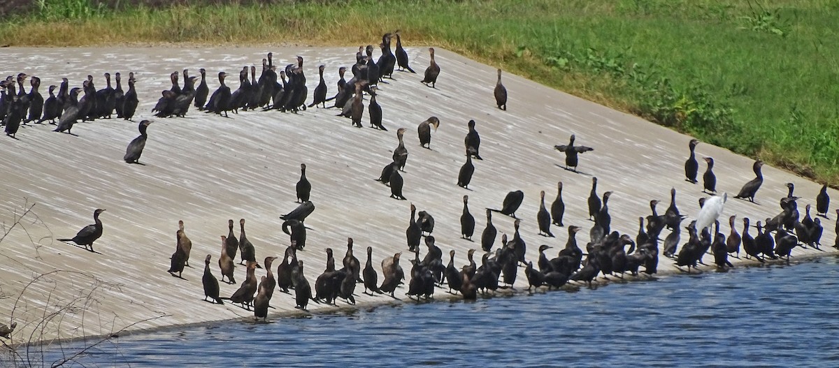 Double-crested Cormorant - ML170142091