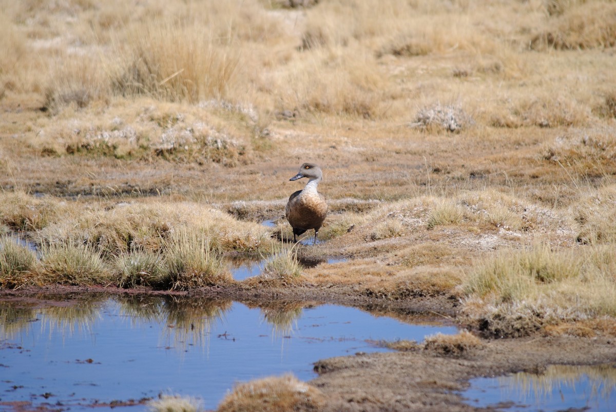 Crested Duck - ML170144371