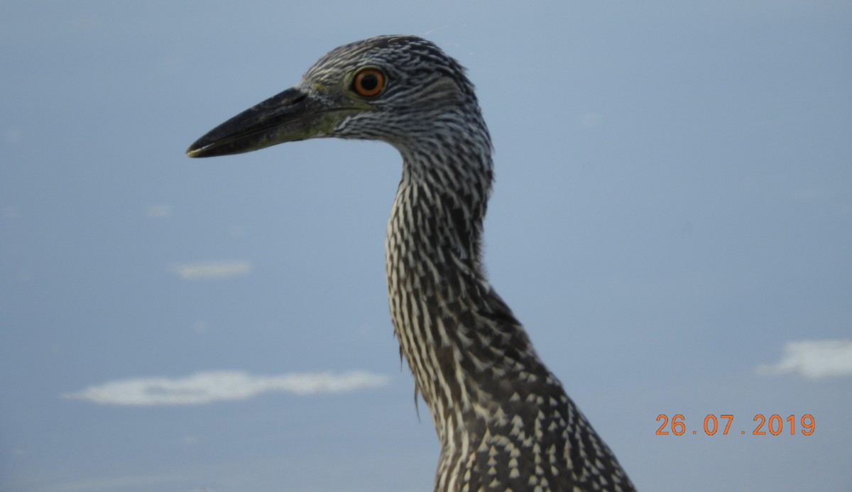 Yellow-crowned Night Heron - ML170144641