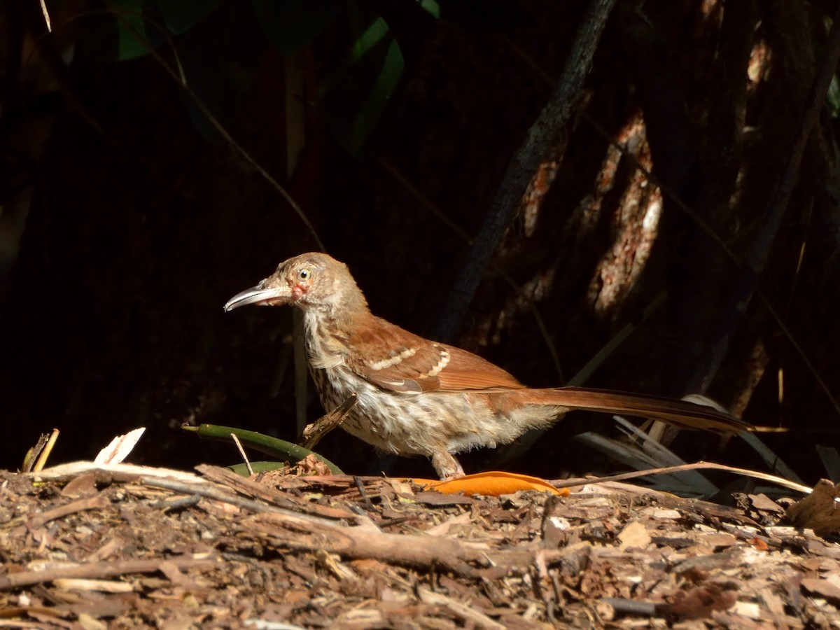 Brown Thrasher - ML170144781