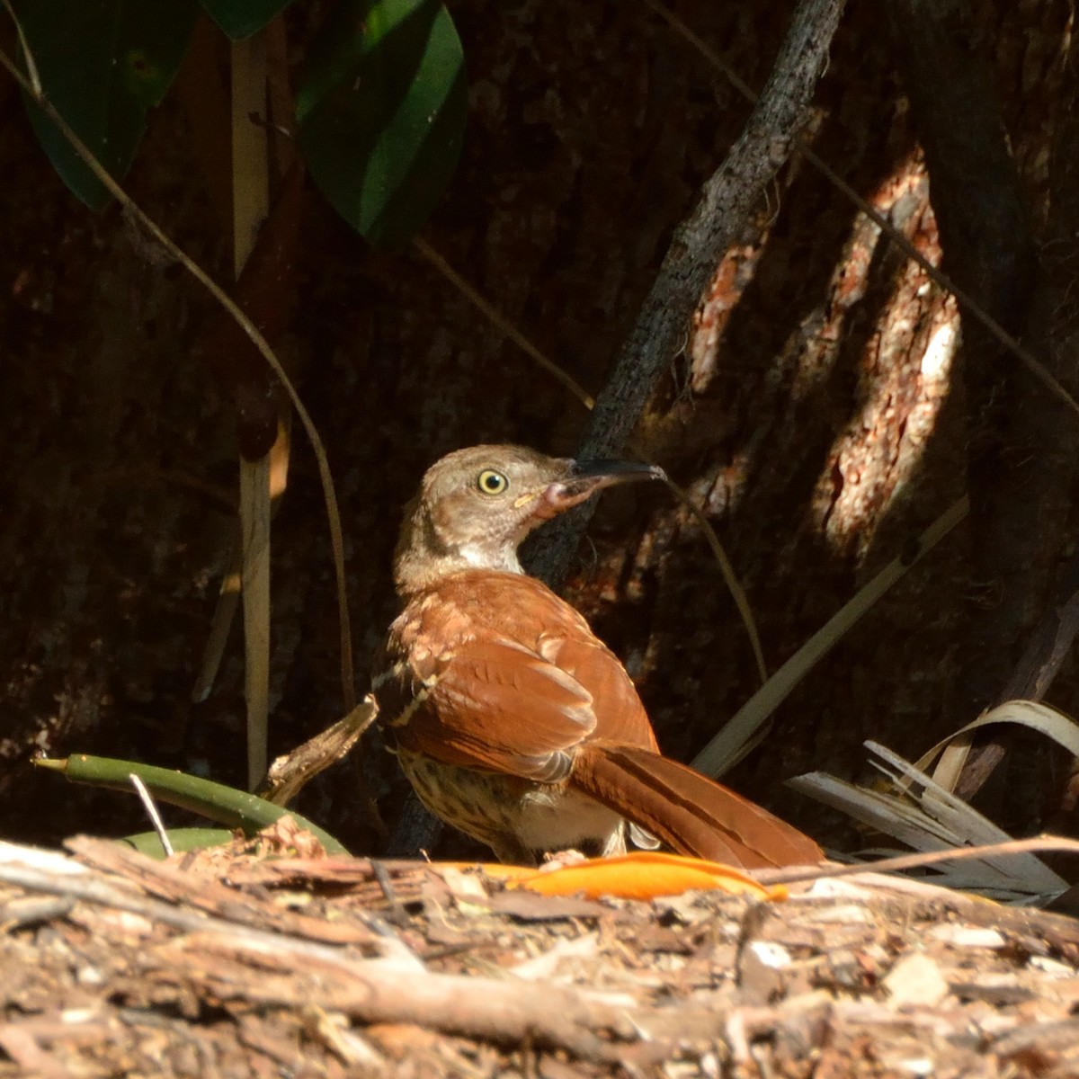 Brown Thrasher - ML170145021