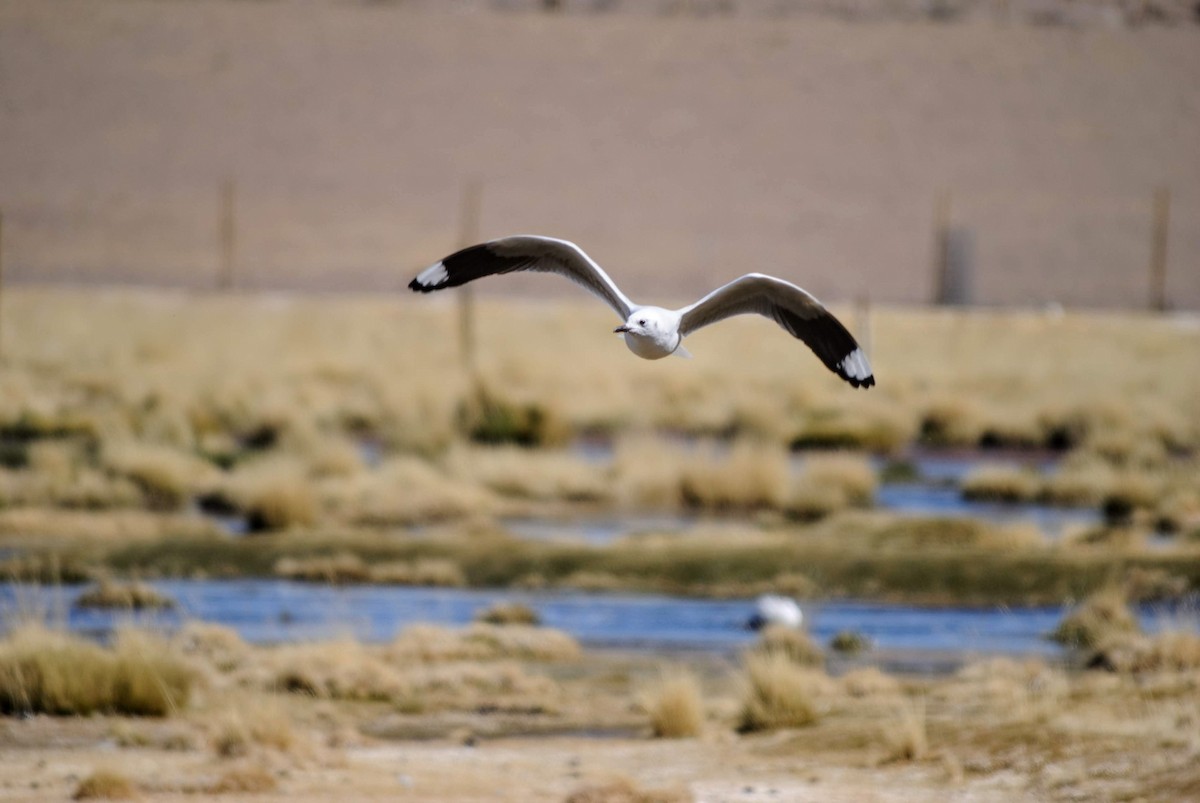 Andean Gull - EDUARDO CARRERO ZAPATA