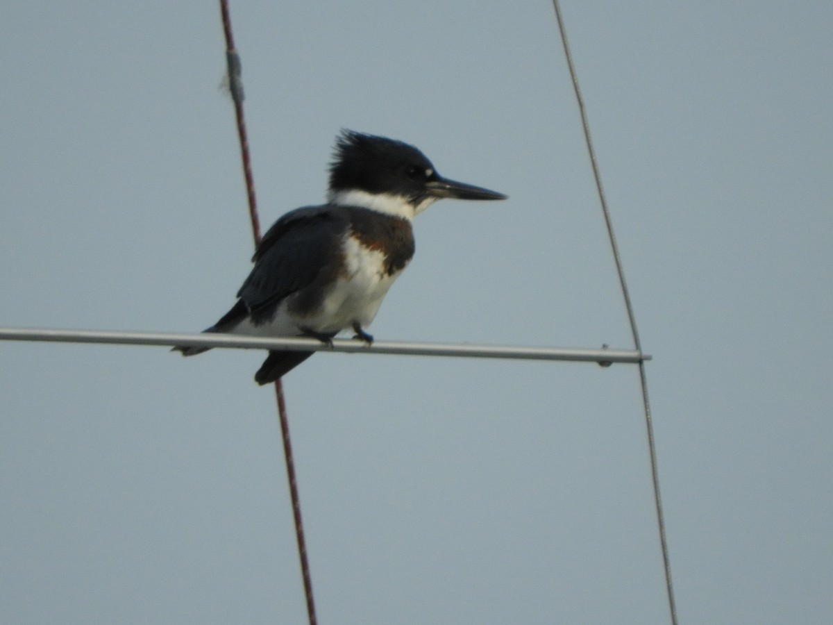 Belted Kingfisher - ML170145631