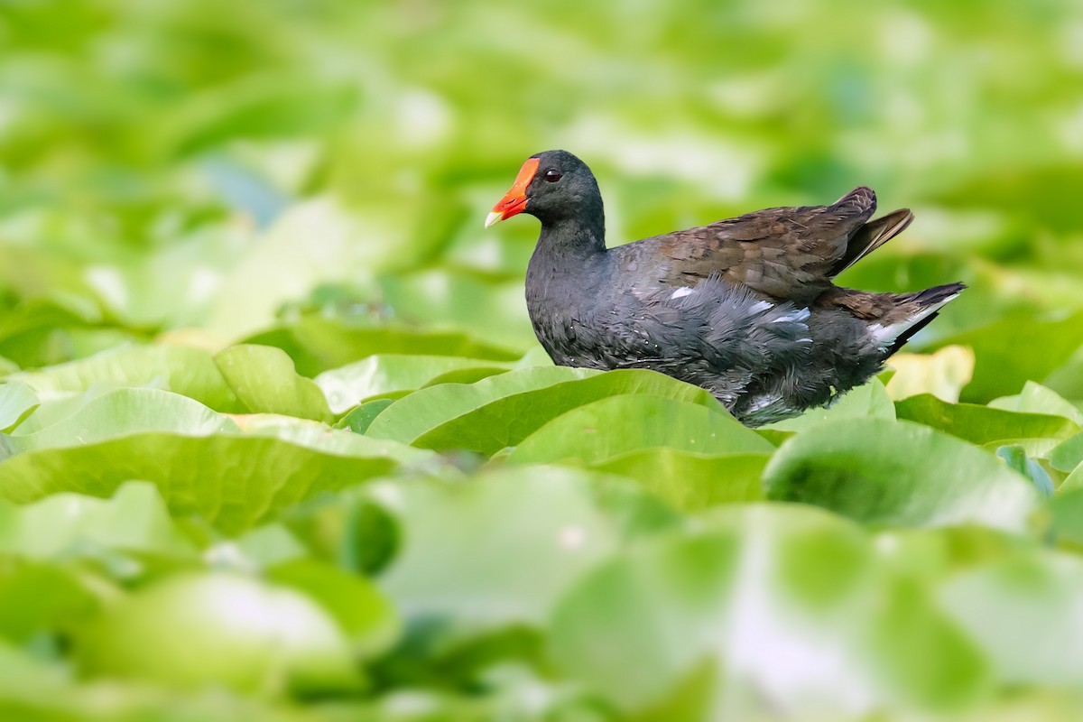 Gallinule d'Amérique - ML170145871