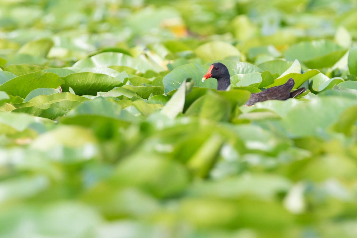 Gallinule d'Amérique - ML170145921