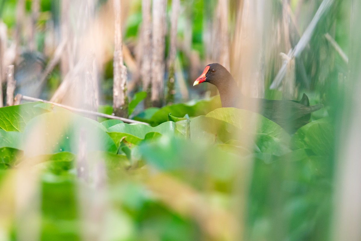 Common Gallinule - ML170145931