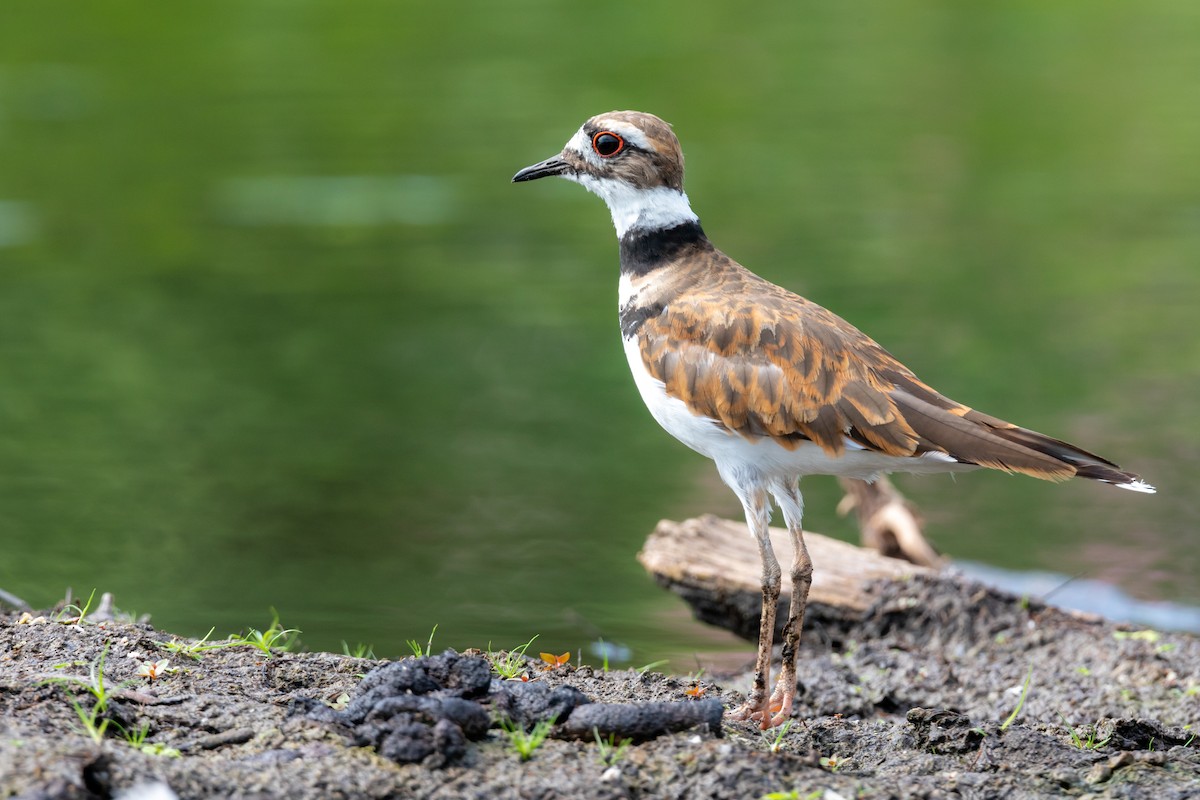 Killdeer - ML170145971