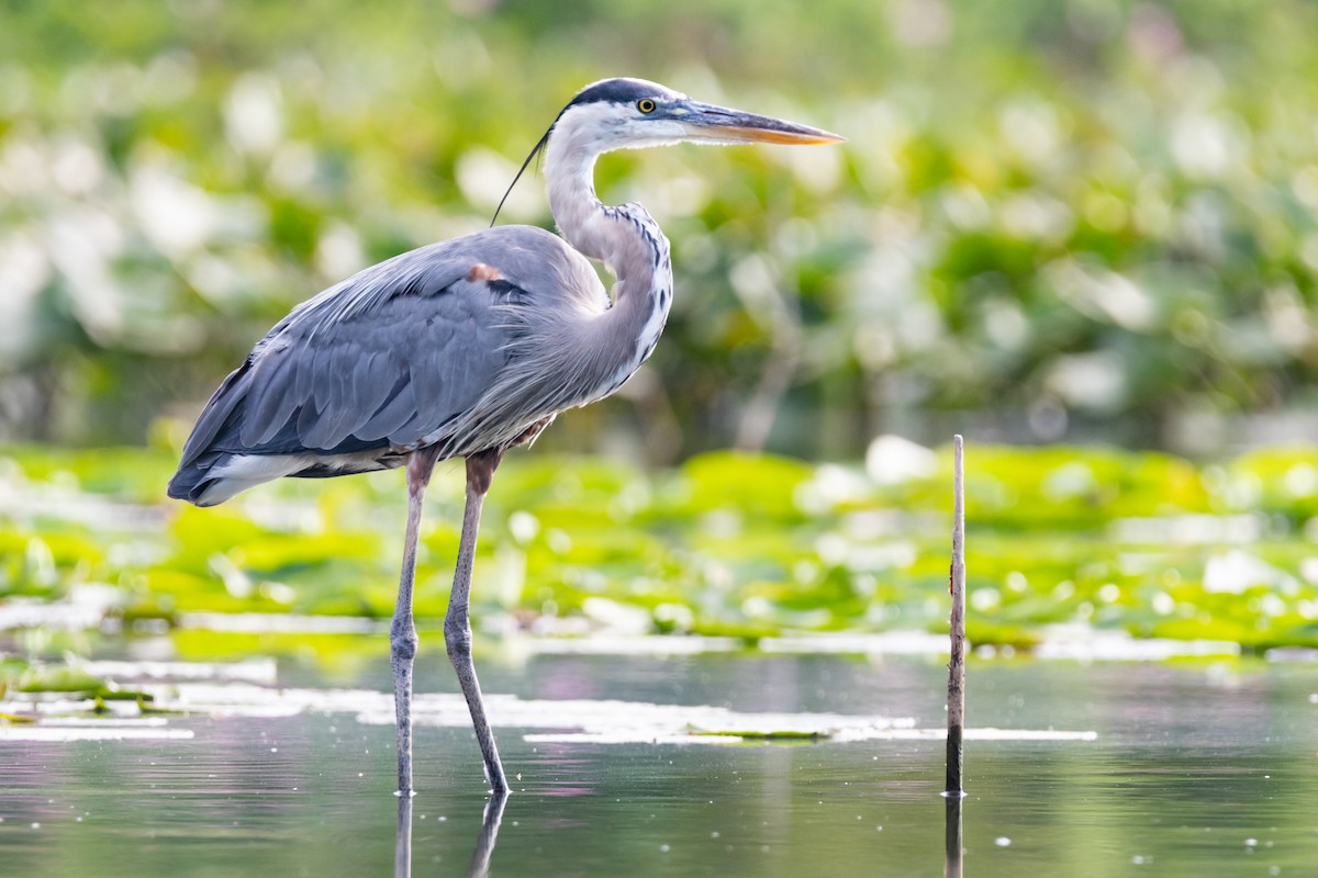 Great Blue Heron - ML170146051