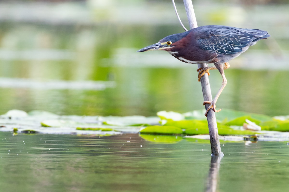 Green Heron - Brad Imhoff