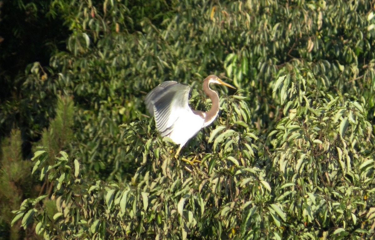 Tricolored Heron - ML170147111