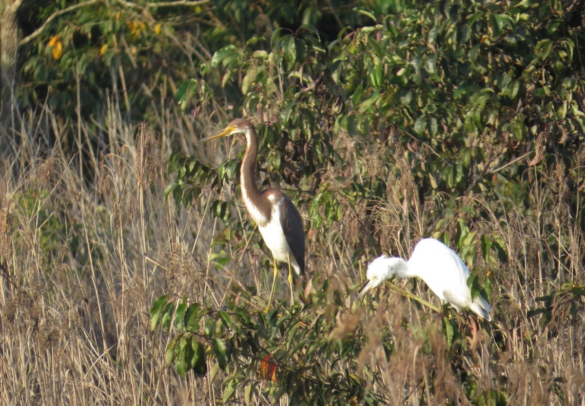 Tricolored Heron - ML170147121