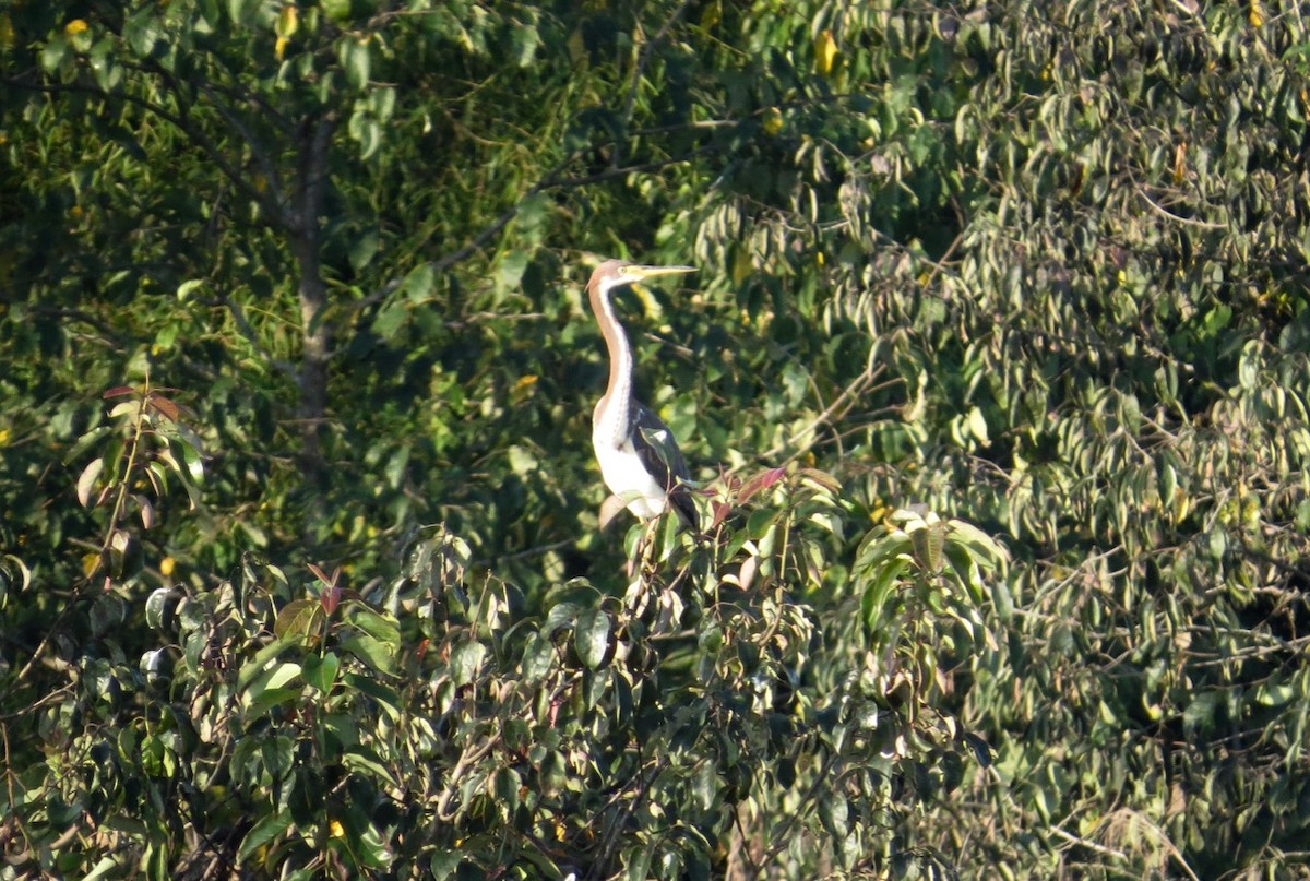 Tricolored Heron - ML170147131