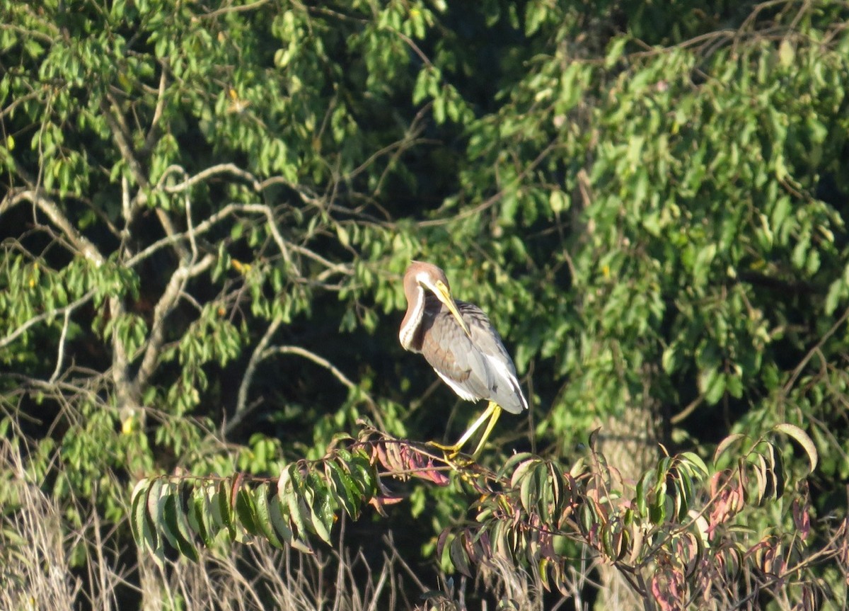 Tricolored Heron - ML170147141