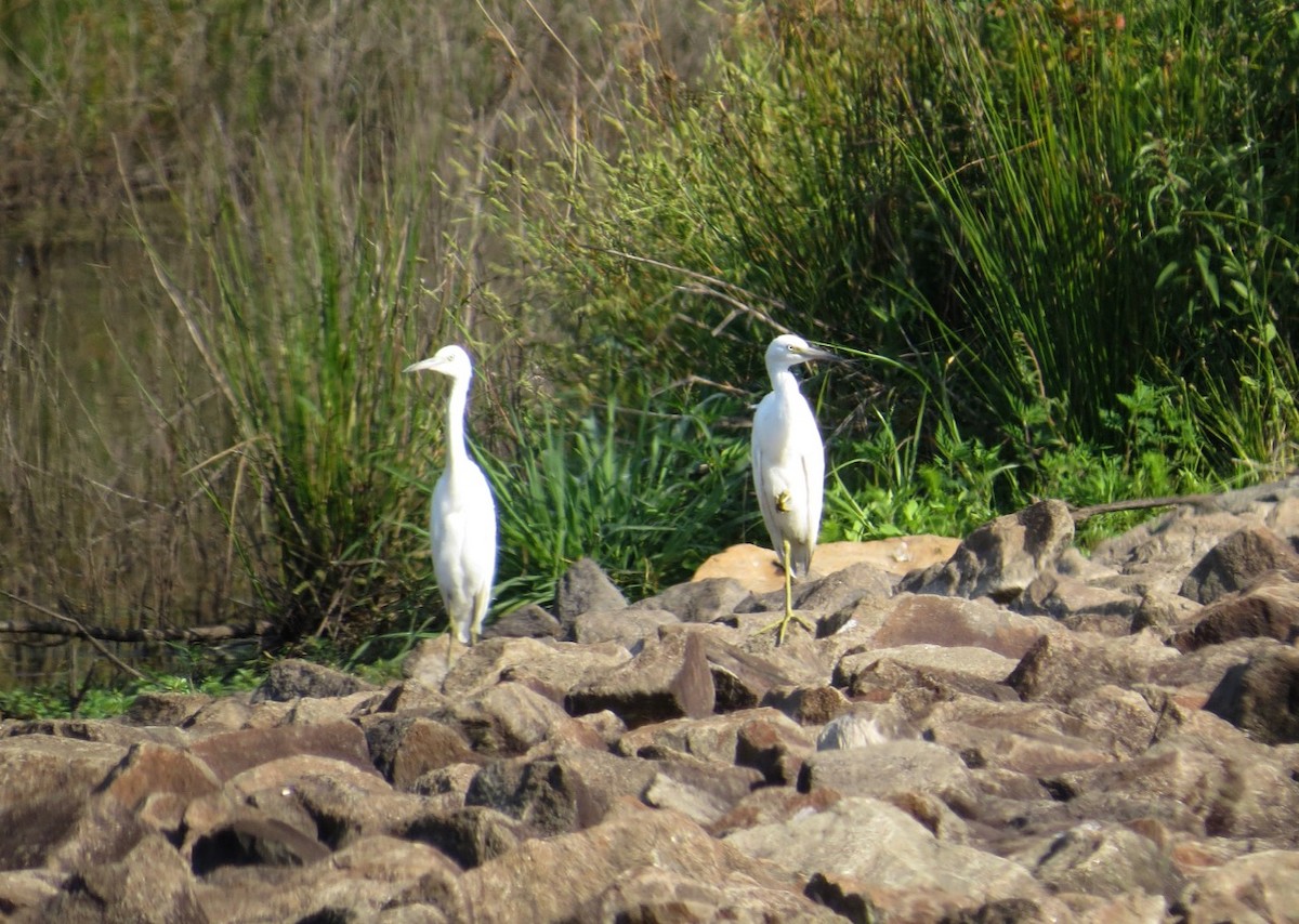 Little Blue Heron - ML170147261