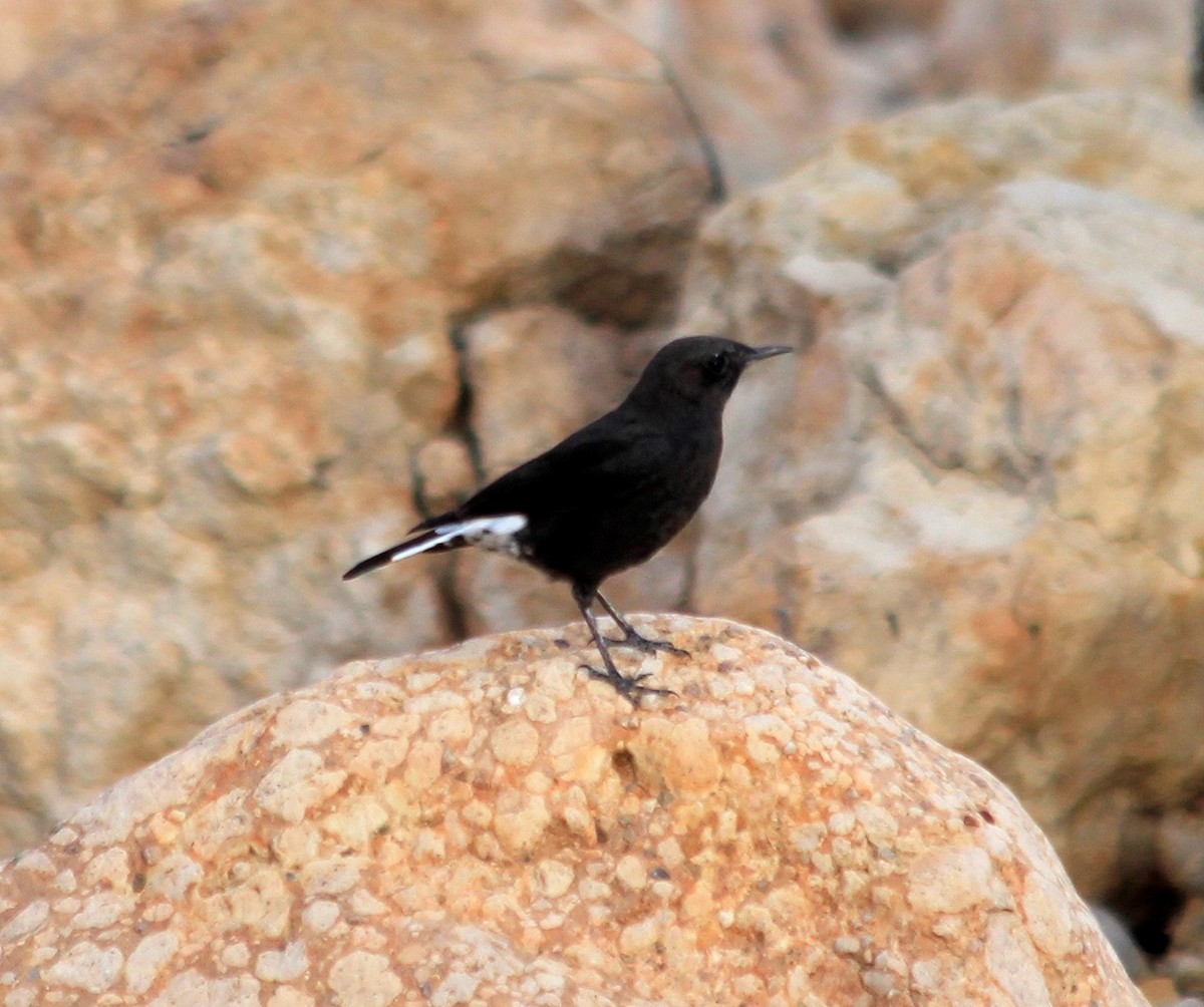 Mountain Wheatear - ML170148041