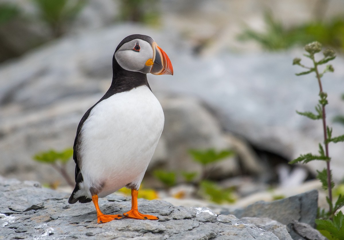Atlantic Puffin - Simon Boivin