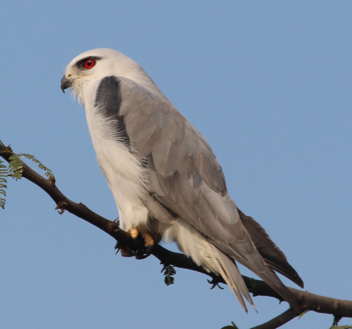 Black-winged Kite - ML170150161