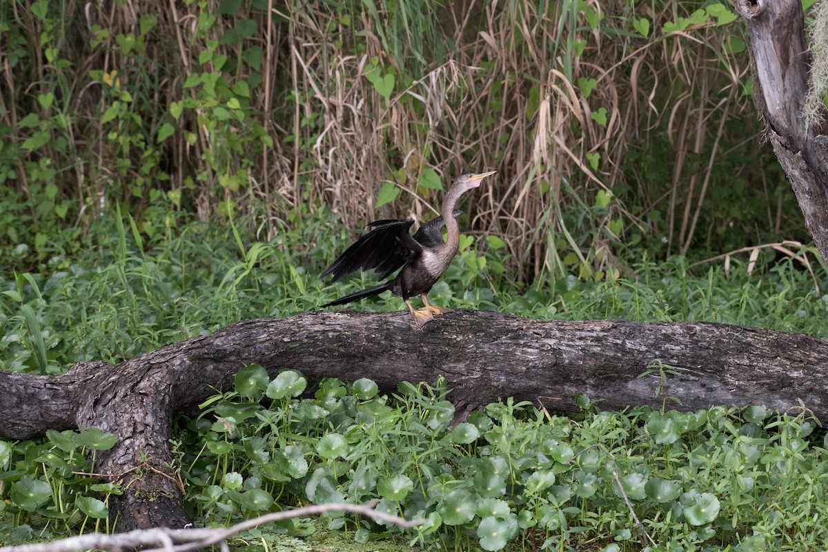 Amerika-Schlangenhalsvogel - ML170150181