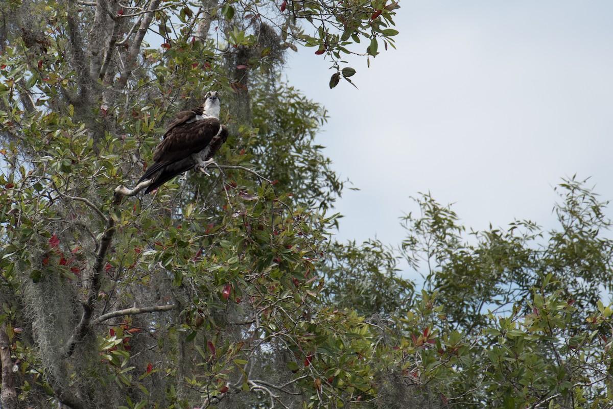 Águila Pescadora - ML170150261