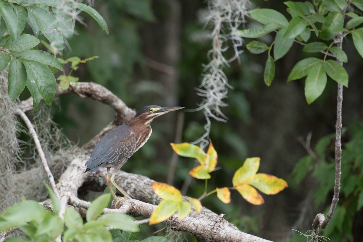 Green Heron - ML170150521