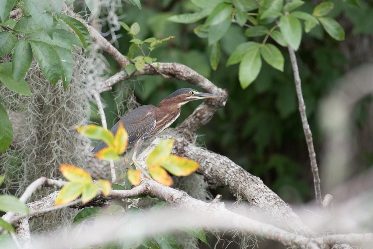 Green Heron - ML170150531