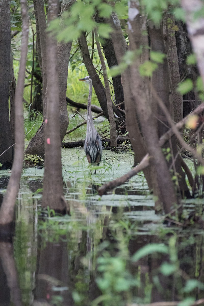 Great Blue Heron - ML170150681