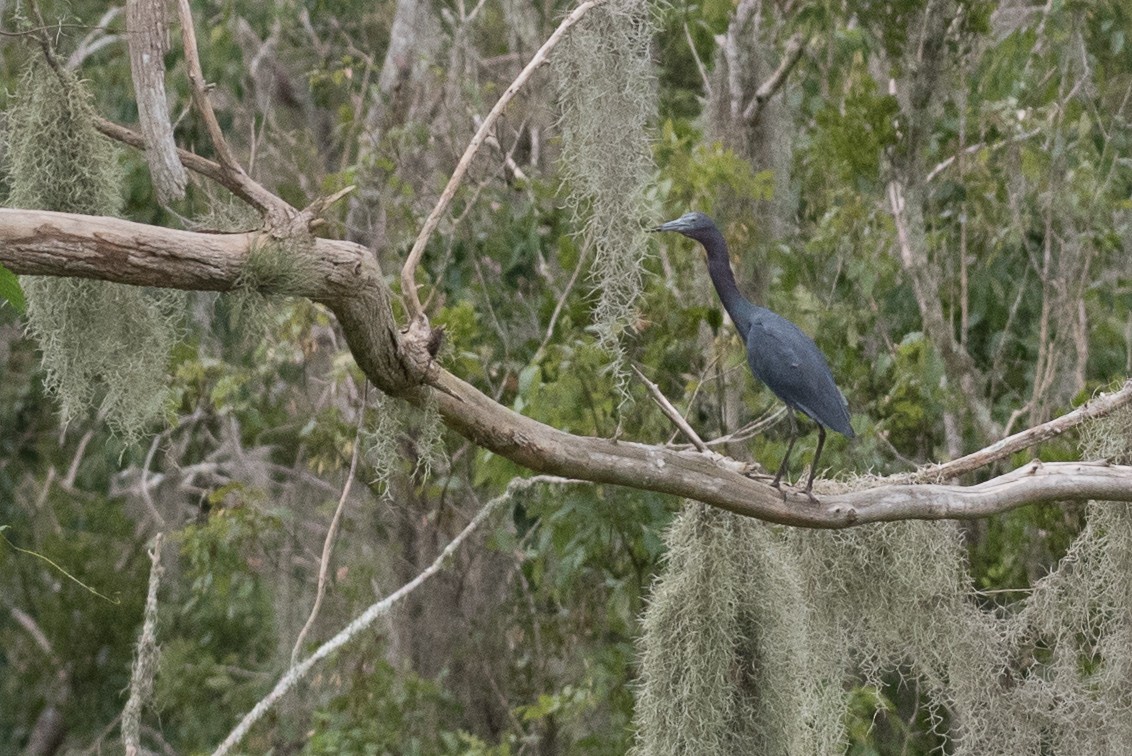 Little Blue Heron - ML170150781