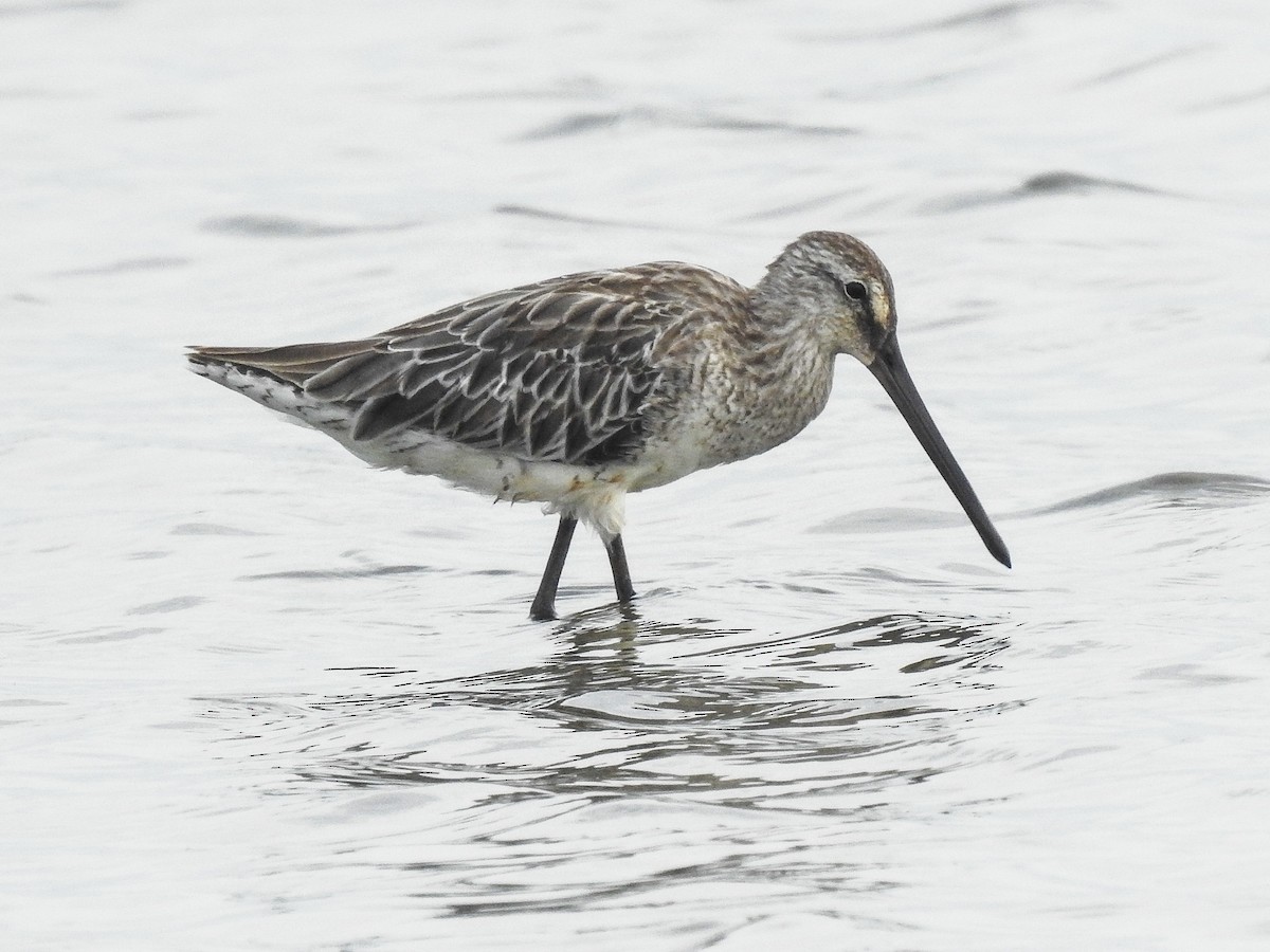 Asian Dowitcher - Arun Gopi