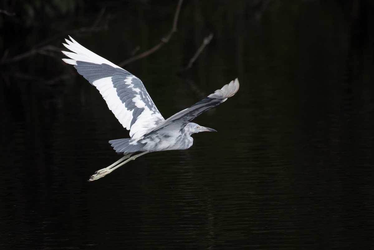 Little Blue Heron - ML170150981