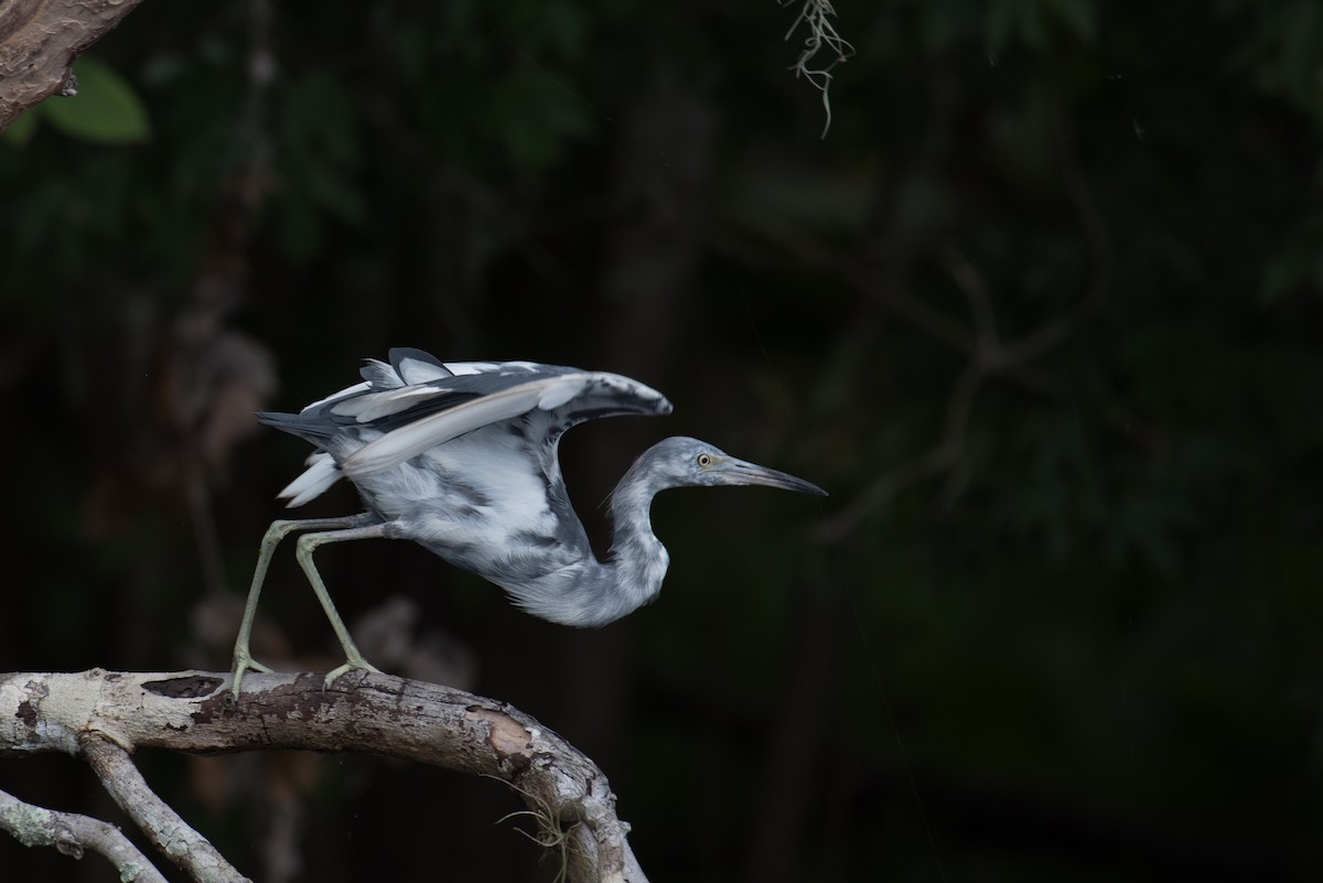 Little Blue Heron - ML170151001