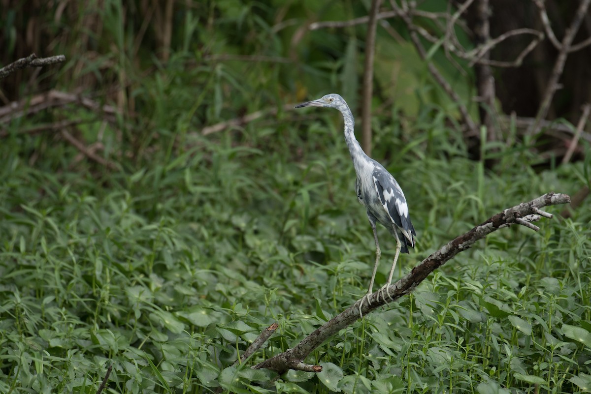 Aigrette bleue - ML170151021