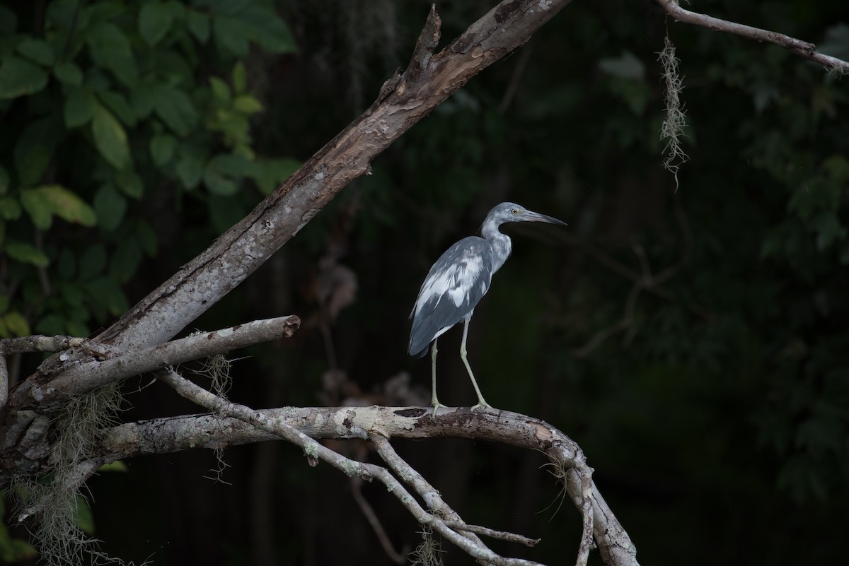 Little Blue Heron - ML170151031