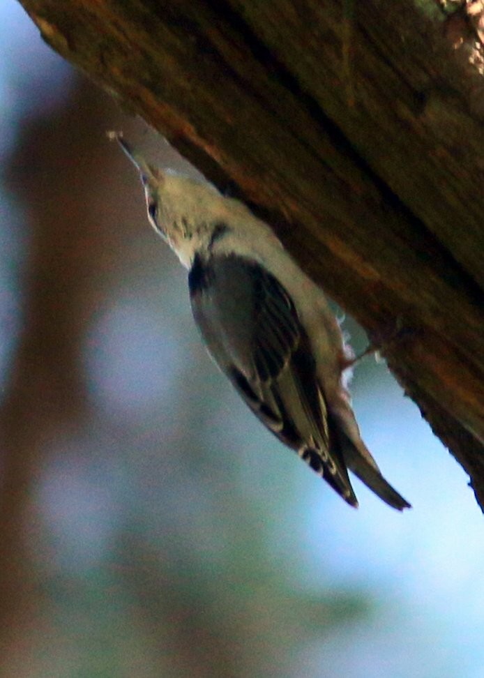 White-breasted Nuthatch - ML170151111