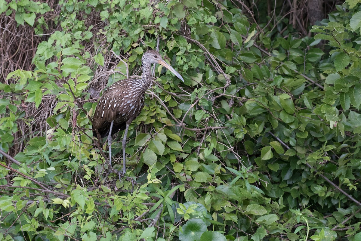 Limpkin - ML170151561