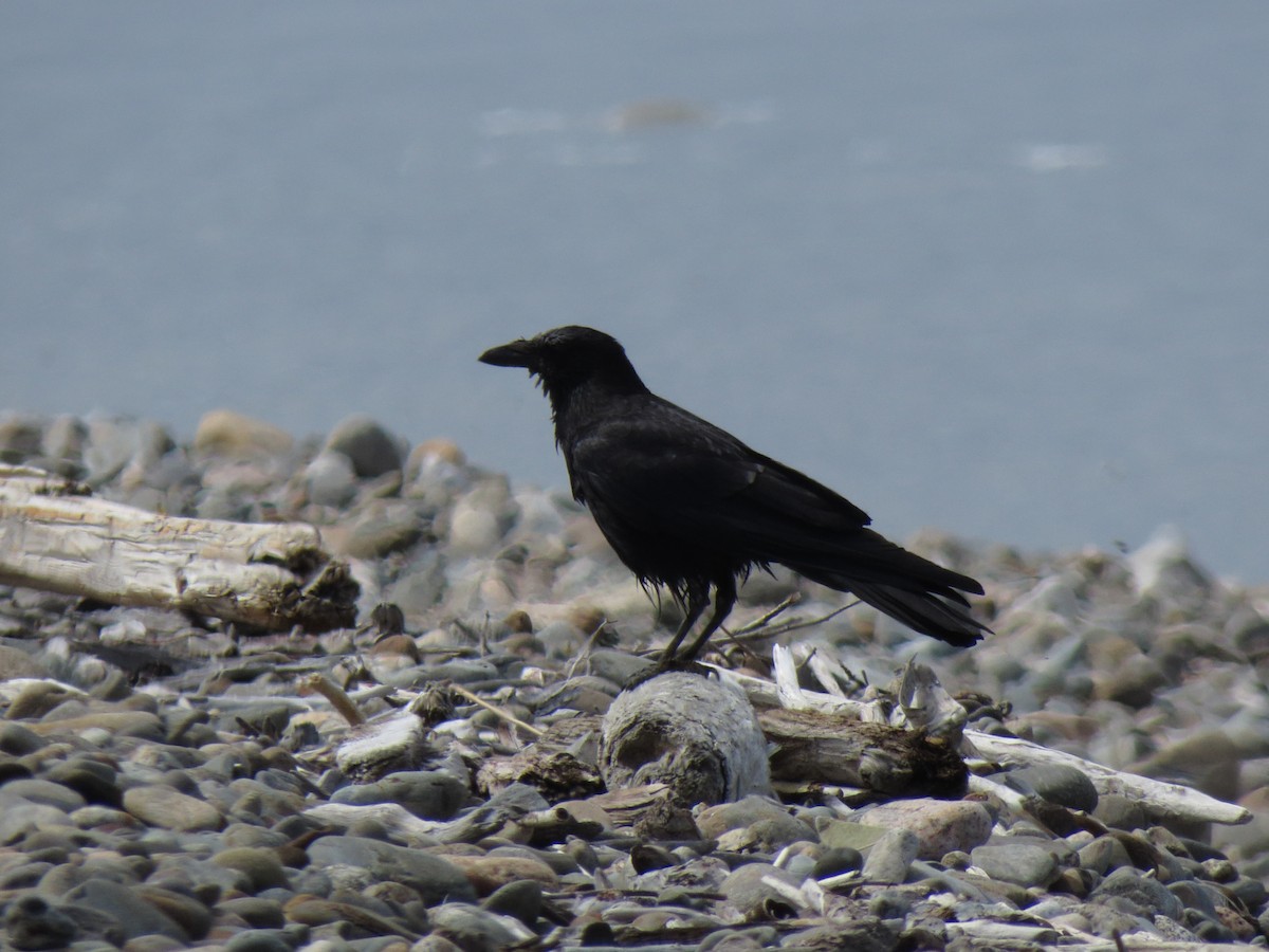 Carrion Crow - ML170151931