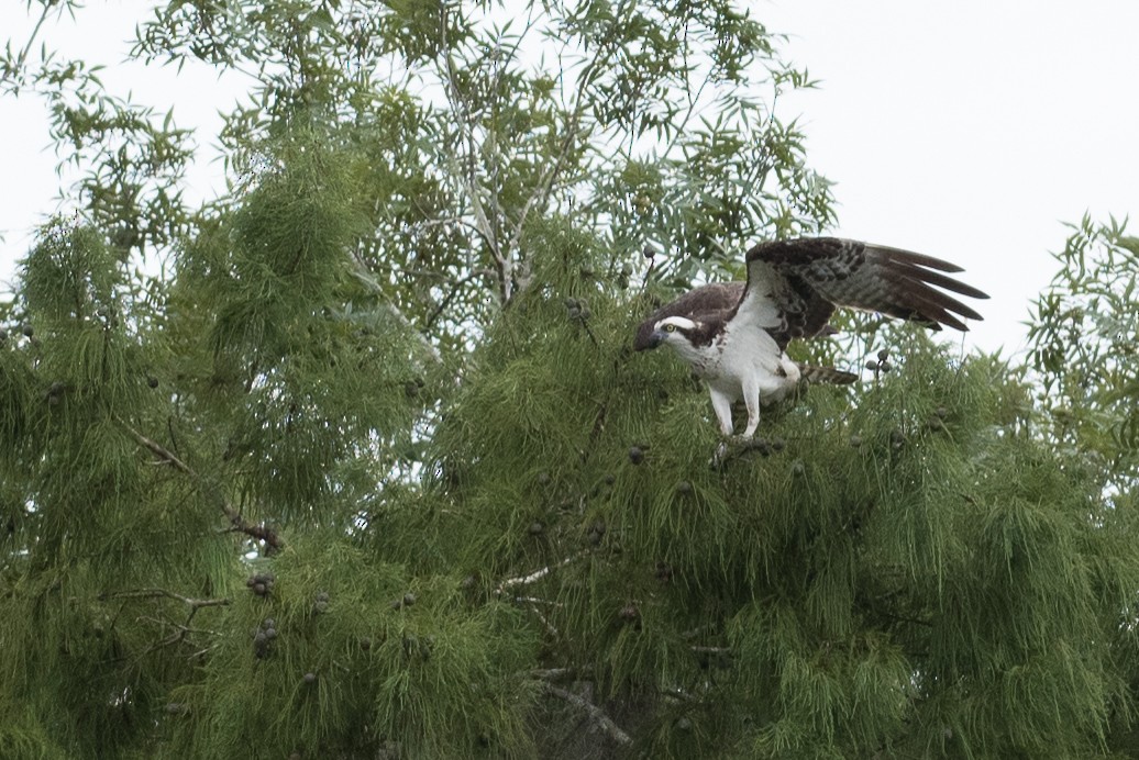 Osprey - ML170151981