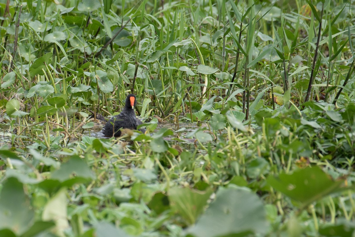 Common Gallinule - ML170152801